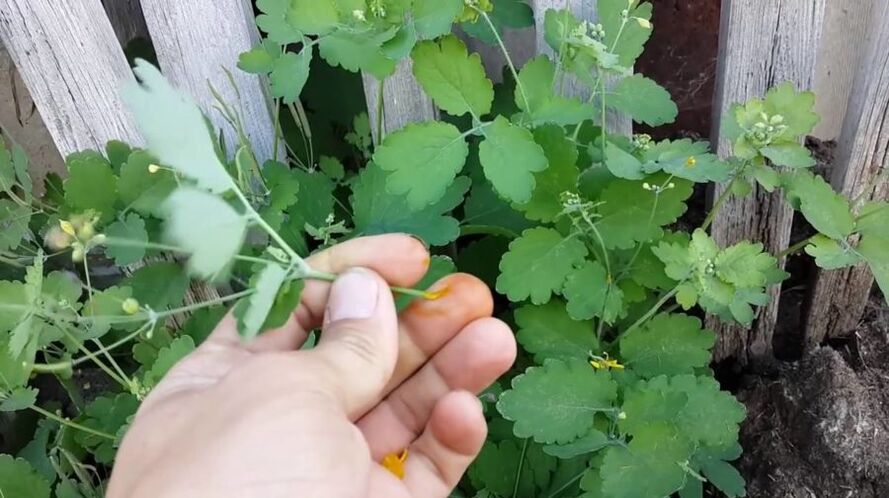 succo di erbe celidonia per rimuovere i papillomi